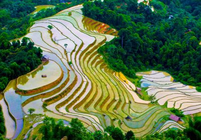 Best Time to Visit Rice Terraces in Sapa